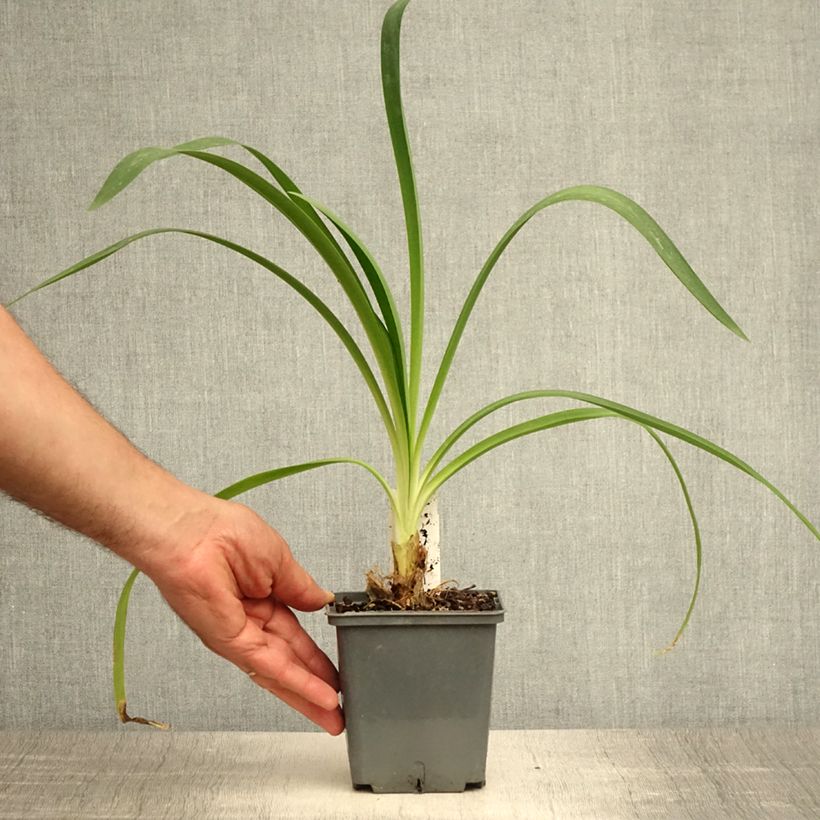 Spécimen de Agapanthe Phantom Pot de 1L/1,5L tel que livré en été
