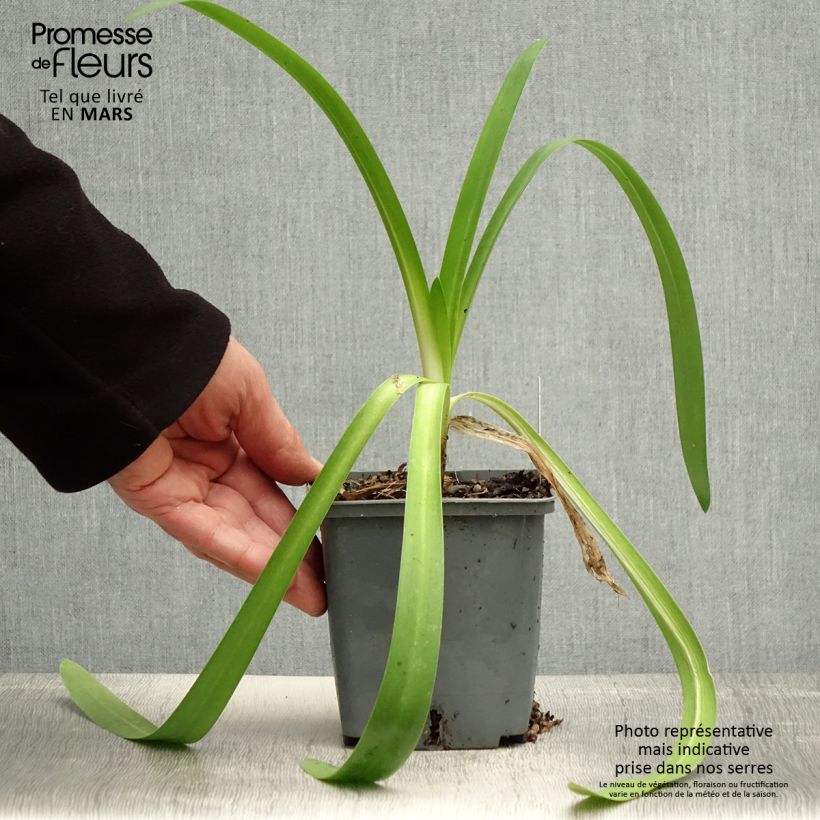 Spécimen de Agapanthe Phantom - pot de 1L/1.5L tel que livré au printemps