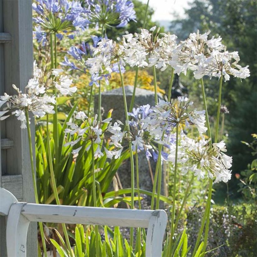 Agapanthe Polar Ice (Floraison)