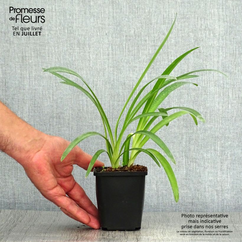 Spécimen de Agapanthe Pretty Sandy Godet de 8/9 cm tel que livré en été