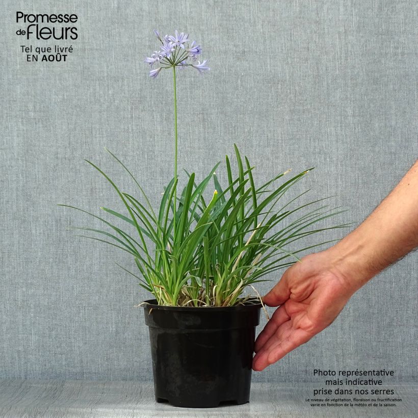 Spécimen de Agapanthe Pretty Sandy Pot de 2L/3L tel que livré en été