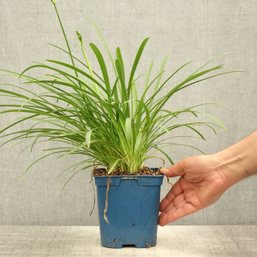 Spécimen de Agapanthe Silver Baby Pot de 2L/3L tel que livré en été