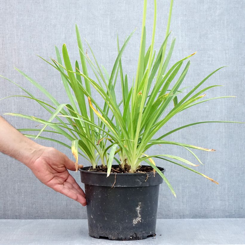 Spécimen de Agapanthe Sunfield Pot de 4L/5L tel que livré en été