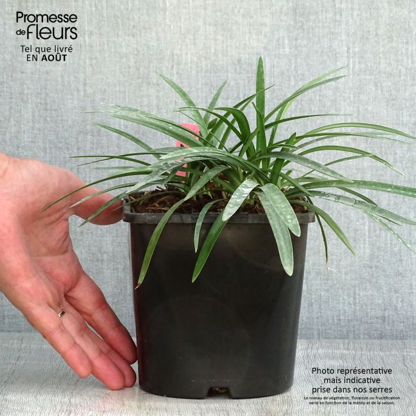Spécimen de Agapanthe Thumbelina Pot de 2L/3L tel que livré en été