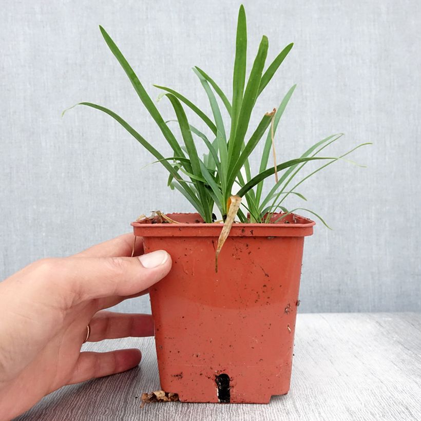 Spécimen de Agapanthe Tom Thumb Pot de 1L/1,5L tel que livré en été