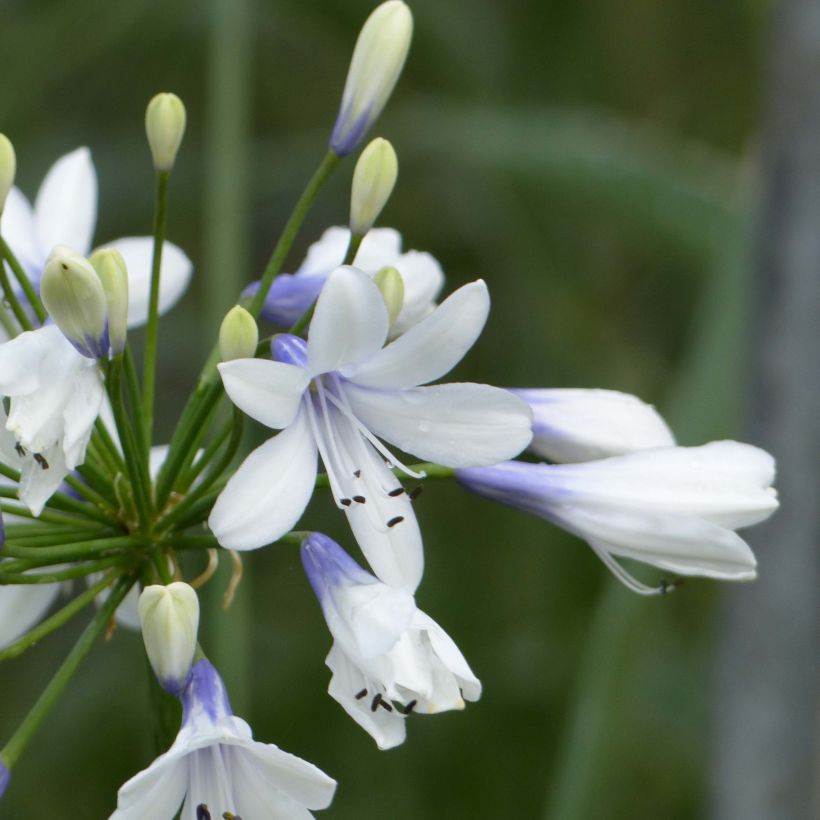 Agapanthe Twister (Floraison)