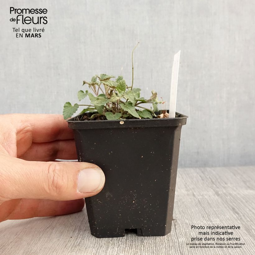 Spécimen de Agastache Barberi Firebird Godet de 9cm tel que livré au printemps