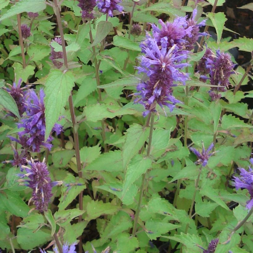 Agastache Blue Boa (Feuillage)