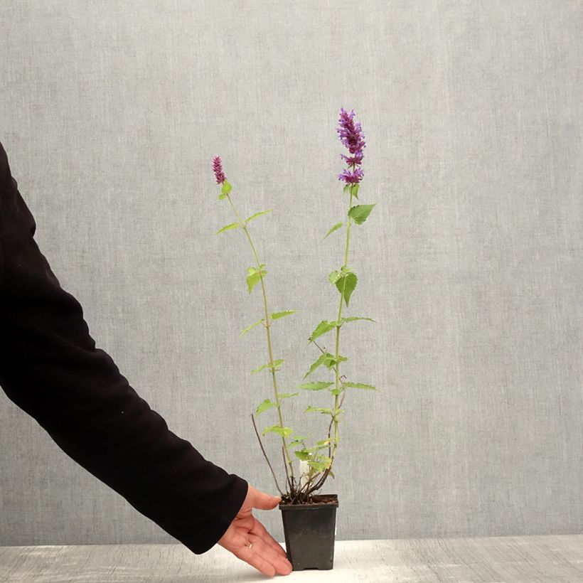 Spécimen de Agastache Blue Boa Godet de 8/9 cm tel que livré en été
