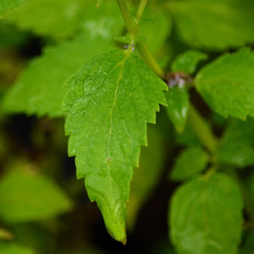 Agastache Blue Fortune (Feuillage)