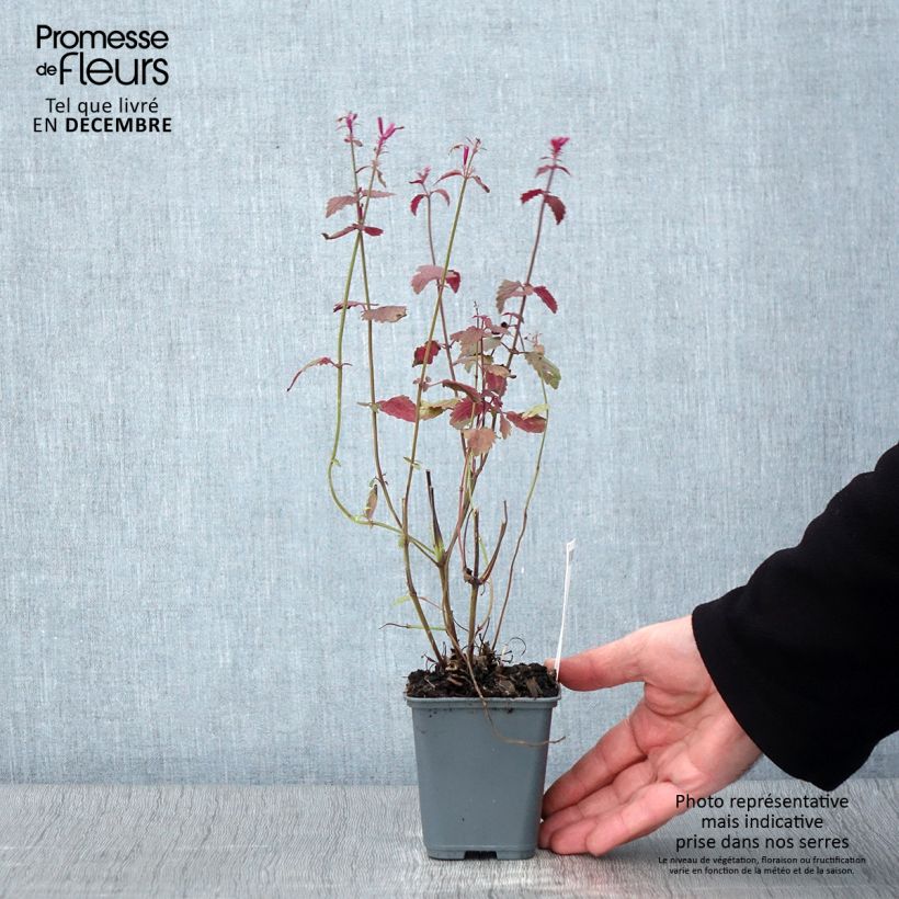 Spécimen de Agastache cana Godet de 8/9 cm tel que livré en automne