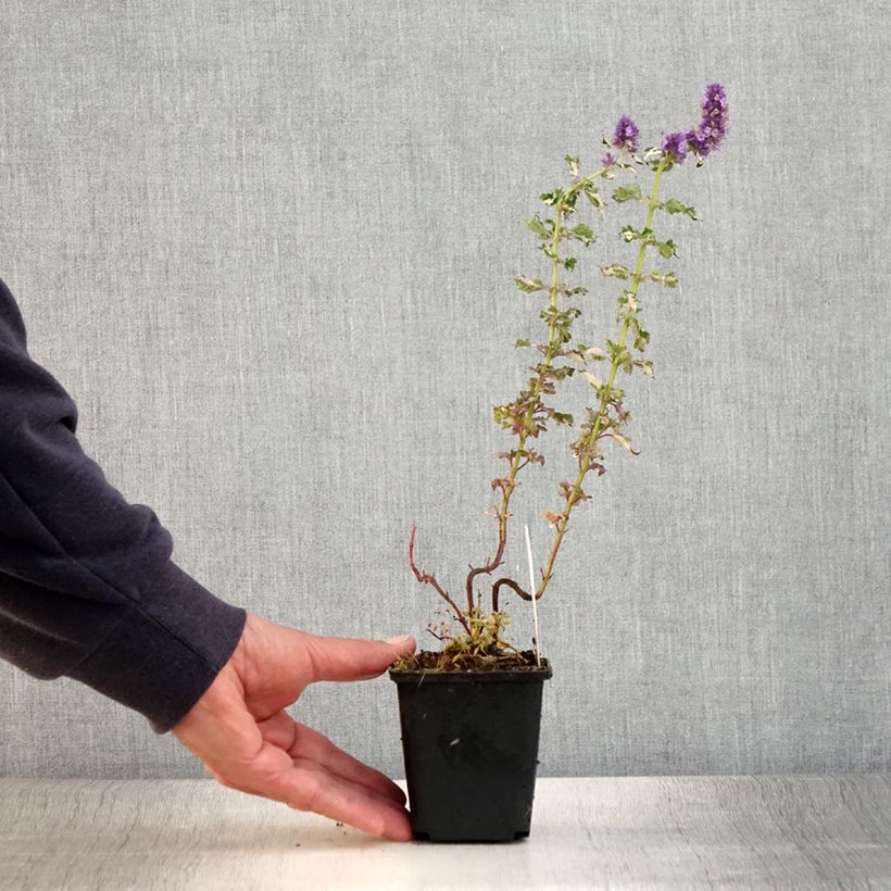 Spécimen de Agastache Crazy Fortune Godet de 8/9 cm tel que livré en été