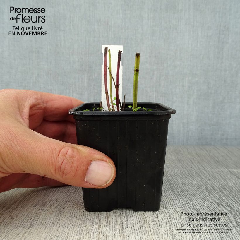 Spécimen de Agastache foeniculum (anisata) - Anis hysope Godet de 8/9 cm tel que livré en automne