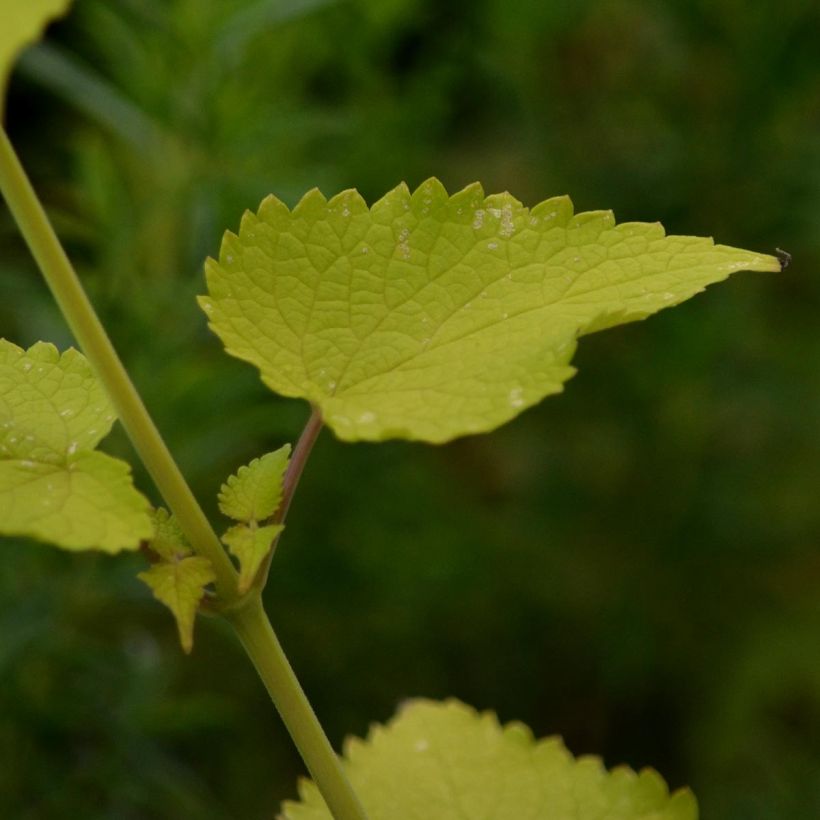 Agastache fenouil Golden Jubilee (Feuillage)