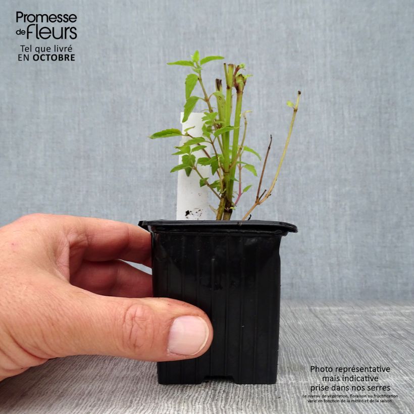 Spécimen de Agastache Kolibri Godet de 8/9 cm tel que livré en automne