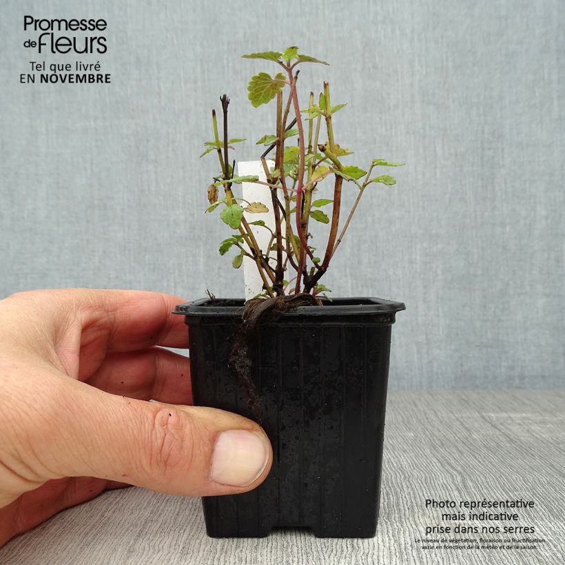 Spécimen de Agastache Kudos Coral - Agastache hybride rouge corail. Godet de 8/9 cm tel que livré en automne