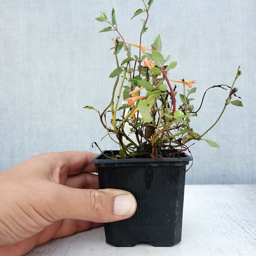 Spécimen de Agastache Kudos Mandarin Godet de 8/9 cm tel que livré en été