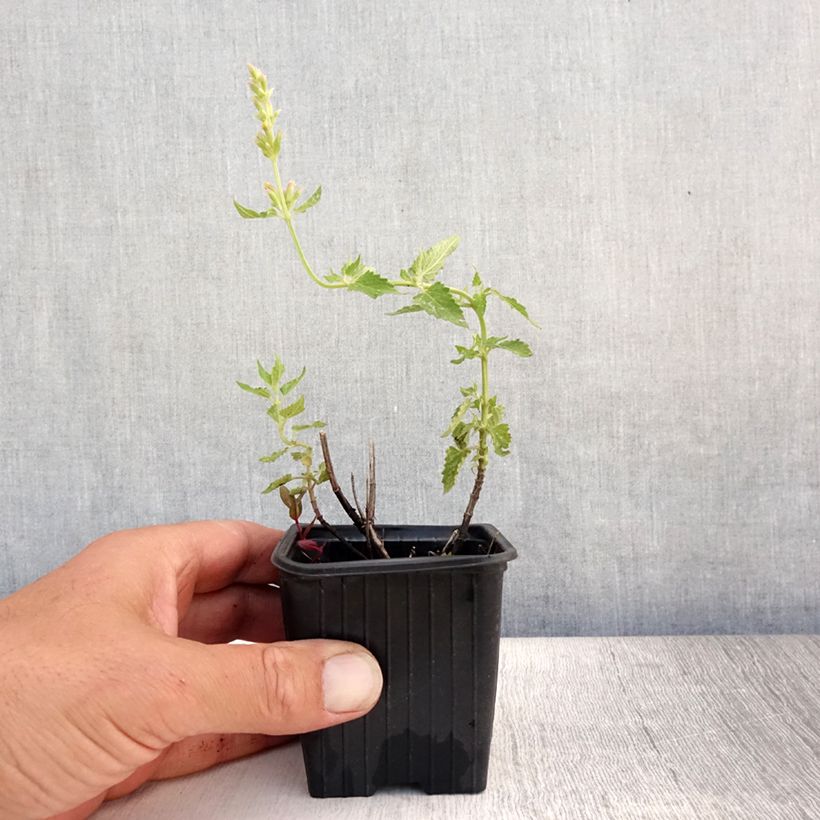 Spécimen de Agastache Kudos Yellow Godet de 8/9 cm tel que livré en été