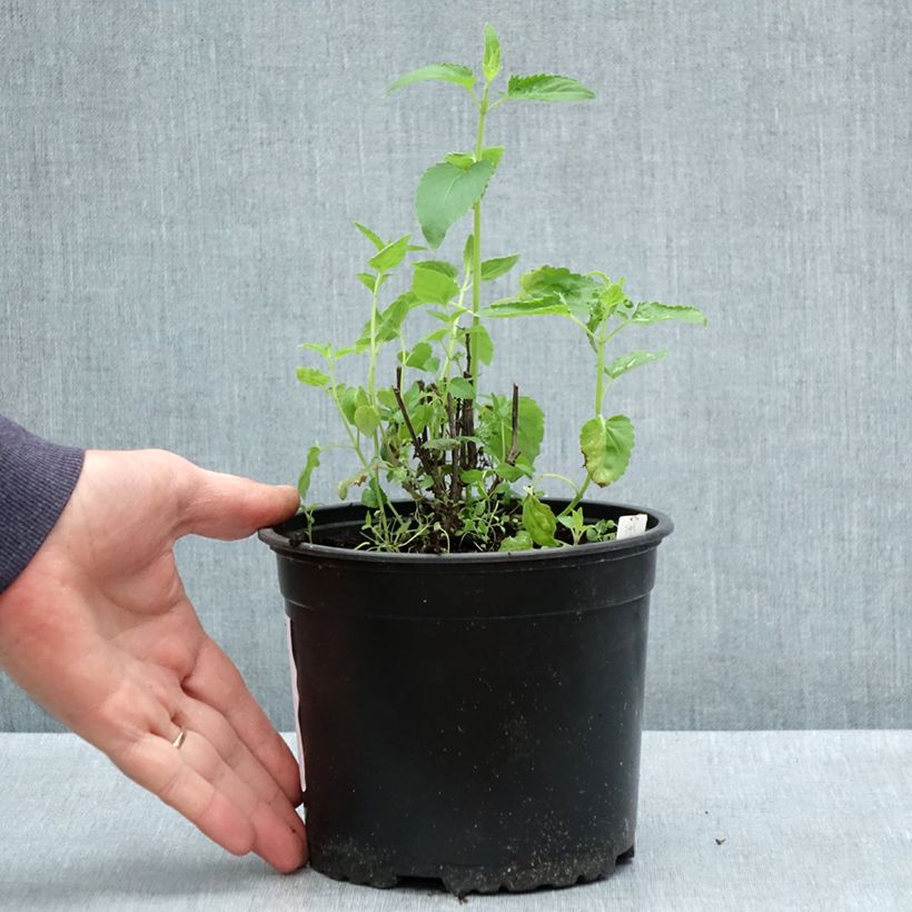 Spécimen de Agastache mexicana Red Fortune en pot de 2L/3L tel que livré au printemps