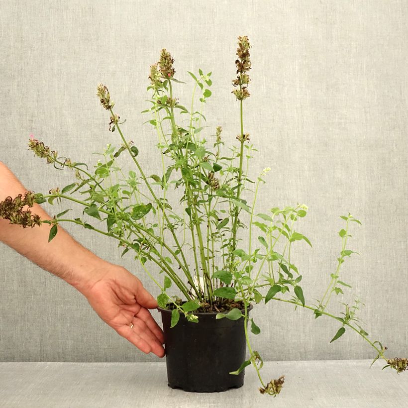 Spécimen de Agastache mexicana Red Fortune Pot de 2L/3L tel que livré en été