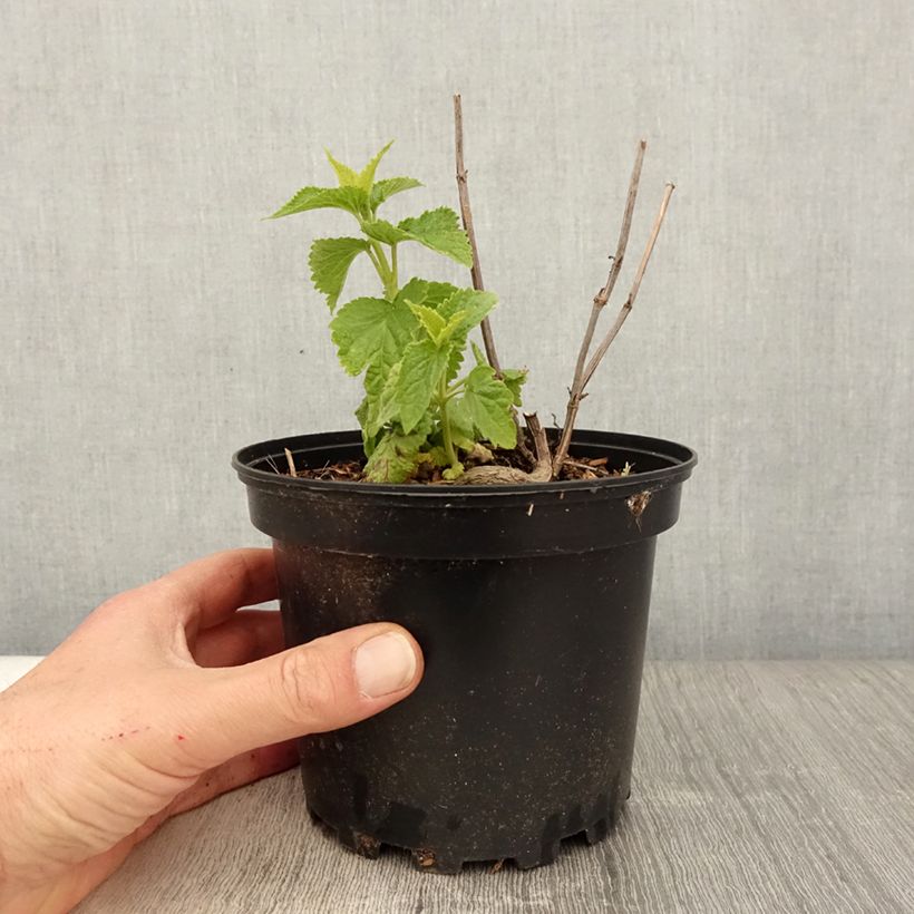 Spécimen de Agastache rugosa Alabaster en pot de 2L/3L tel que livré au printemps