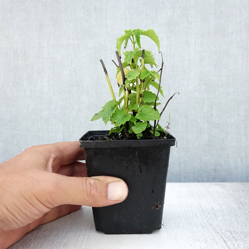 Spécimen de Agastache rugosa Alabaster Godet de 8/9 cm tel que livré en été
