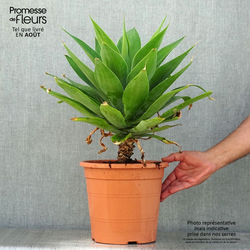 Spécimen de Agave attenuata - Agave à cou de cygne Pot de 7,5L/10L tel que livré en été