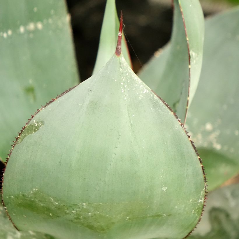 Agave celsii Nova (Feuillage)
