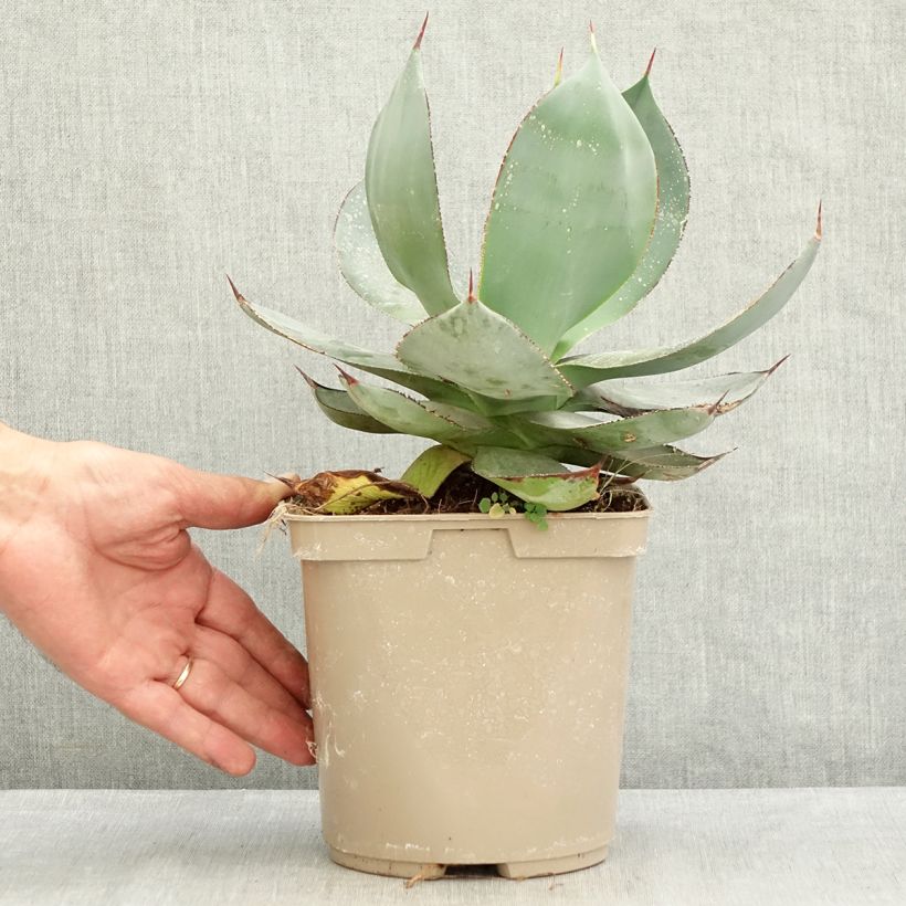Spécimen de Agave celsii Nova Pot de 3L/4L tel que livré en été