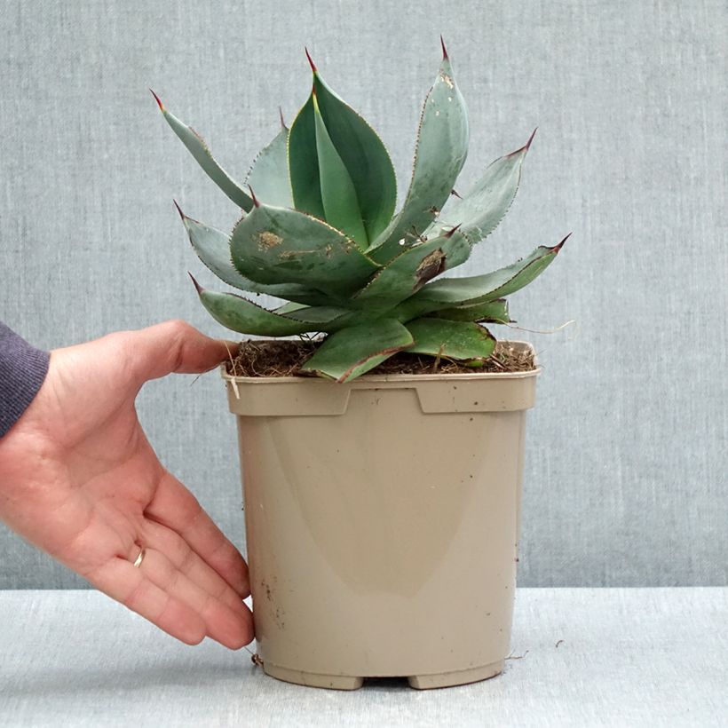 Spécimen de Agave celsii Nova - Pot de 3L/4L tel que livré au printemps