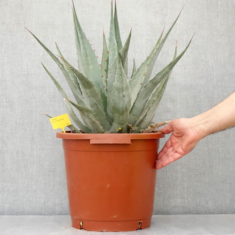 Spécimen de Agave chrysantha - Agave doré - Pot de 12L/15L tel que livré au printemps