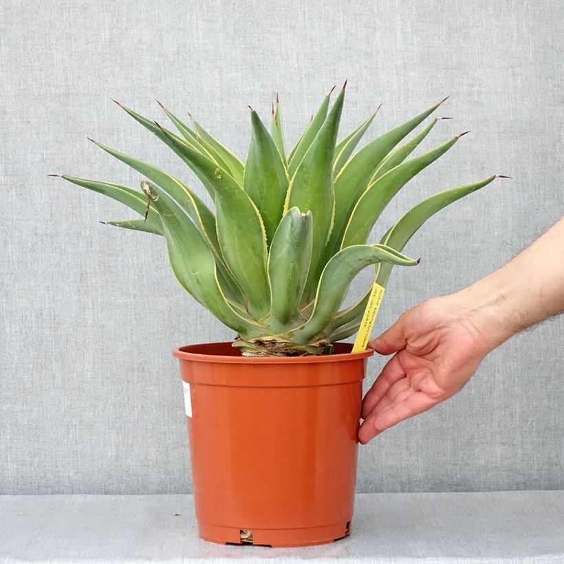 Spécimen de Agave desmetiana Variegata - Agave lisse Pot de 4L/5L tel que livré au printemps