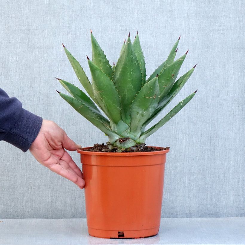 Spécimen de Agave fourcroydes - Henequen - Pot de 4L/5L tel que livré au printemps