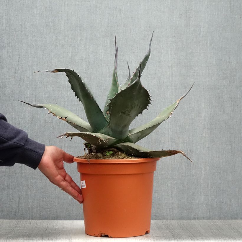Spécimen de Agave havardiana Pot de 7,5L/10L tel que livré en été