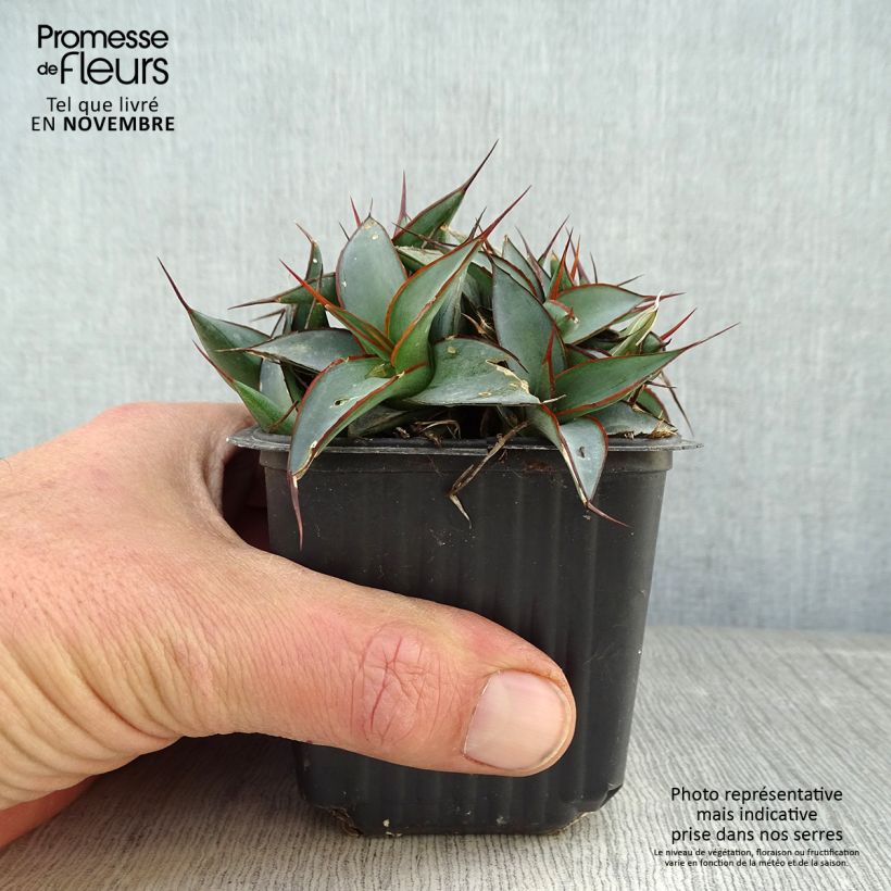 Spécimen de Agave impressa Impressive tel que livré en automne