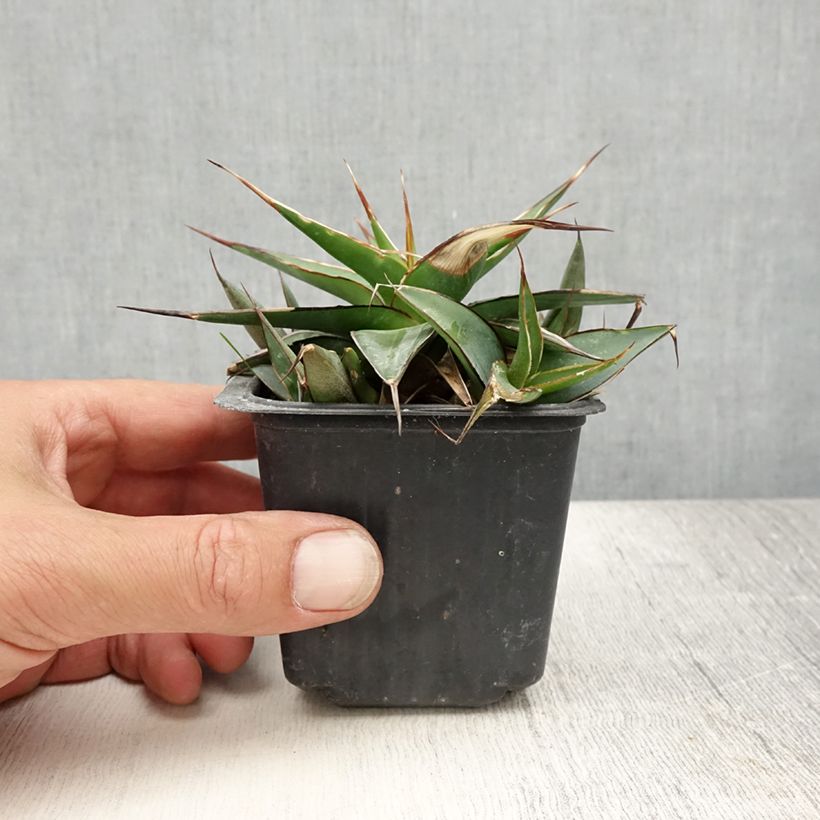 Spécimen de Agave impressa Impressive Godet de 8/9 cm tel que livré en été