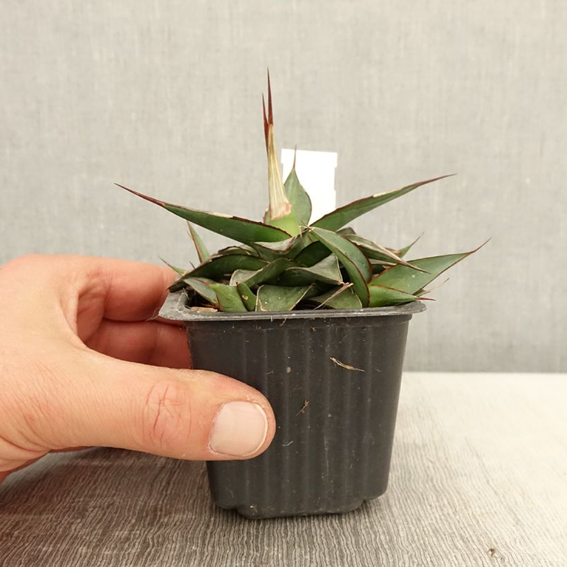 Spécimen de Agave impressa Impressive - Godet de 8/9 cm tel que livré au printemps