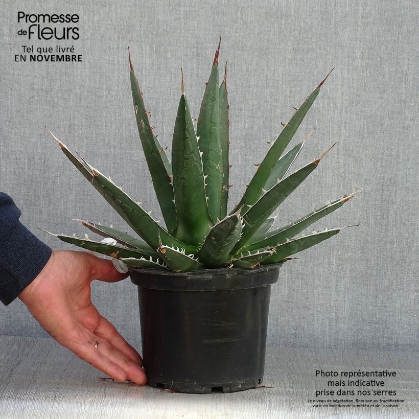Spécimen de Agave kerchovei Pot de 3L/4L tel que livré en automne