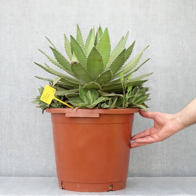 Spécimen de Agave lophantha Ensifera Pot de 12L/15L, 35/40 diamètre tel que livré au printemps