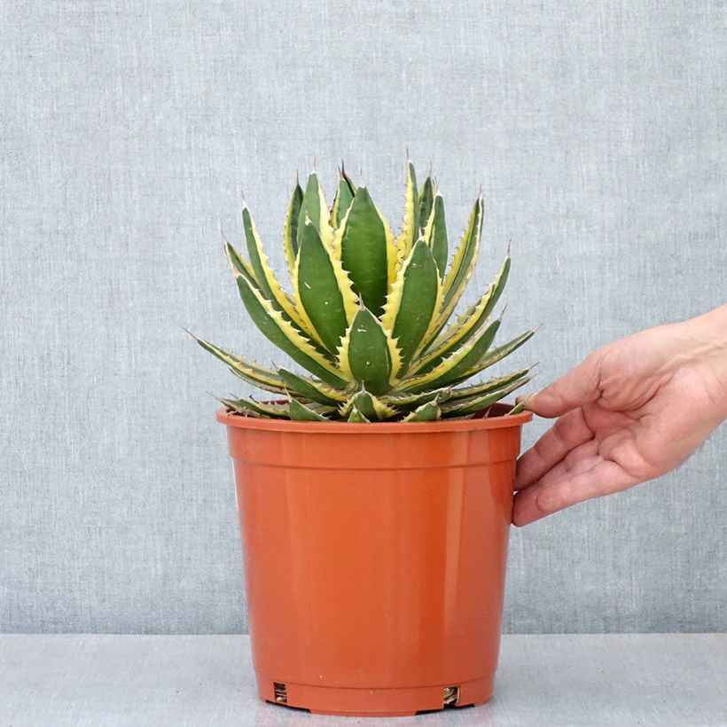 Spécimen de Agave lophantha Quadricolor - Agave à quatre couleurs Pot de 4L/5L, 20/25 diamètre tel que livré au printemps