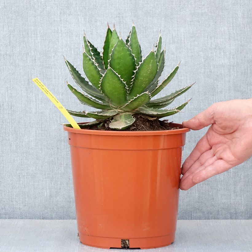 Spécimen de Agave lophantha Splendida - Agave bicolore Pot de 4L/5L, 20/25 diamètre tel que livré au printemps
