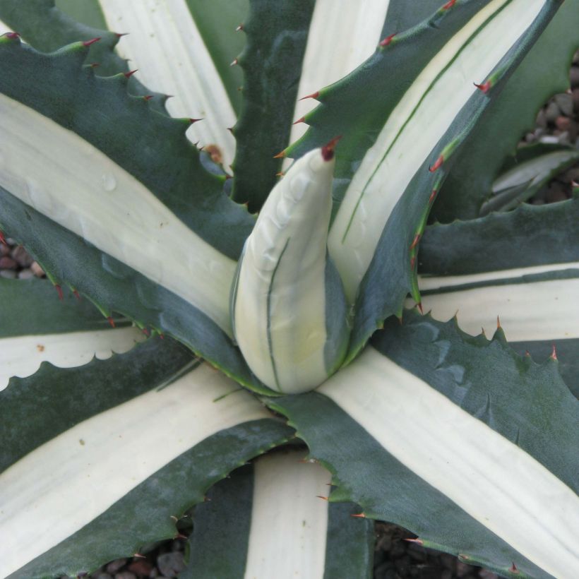 Agave Mediopicta Alba - Agave d'Amérique (Feuillage)