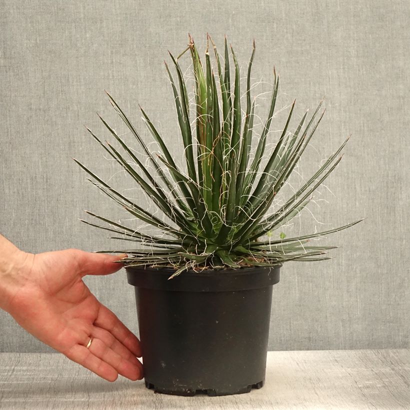 Spécimen de Agave multifilifera - Agave des montagnes - Pot de 3L/4L tel que livré au printemps