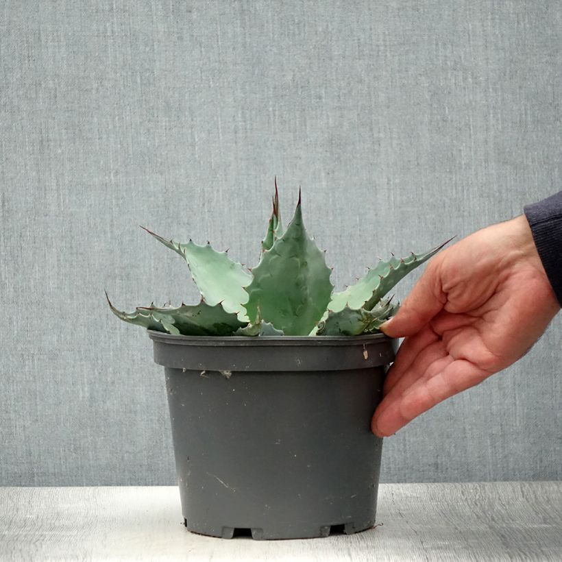 Spécimen de Agave ovatifolia Pot de 3L/4L tel que livré en été