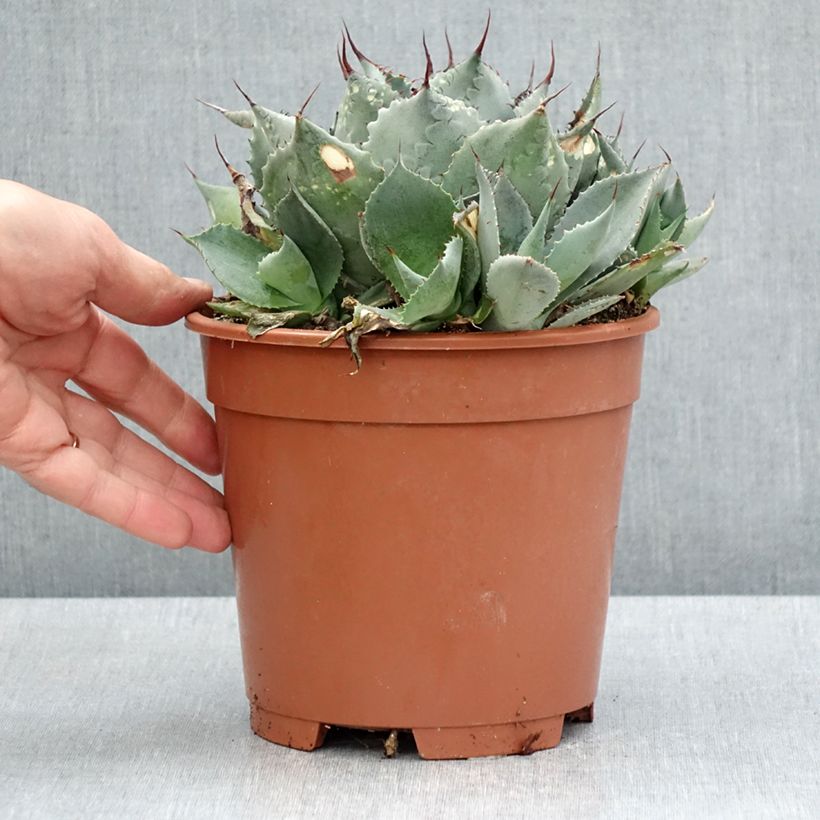 Spécimen de Agave parrasana - Agave chou - Pot de 3L/4L tel que livré au printemps