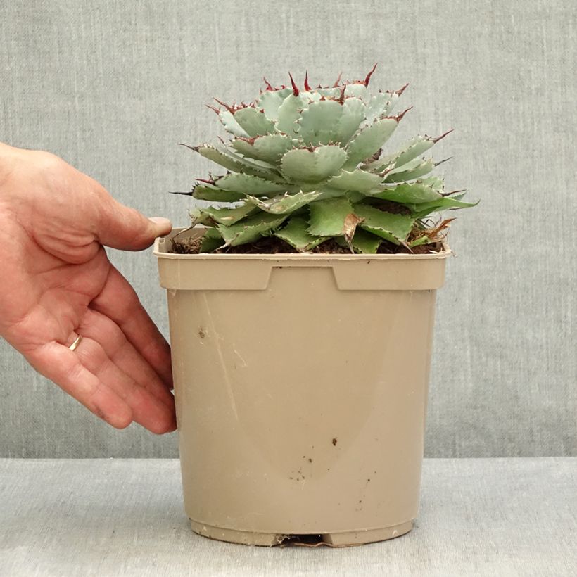 Spécimen de Agave potatorum Kichiokan Pot de 3L/4L tel que livré en été