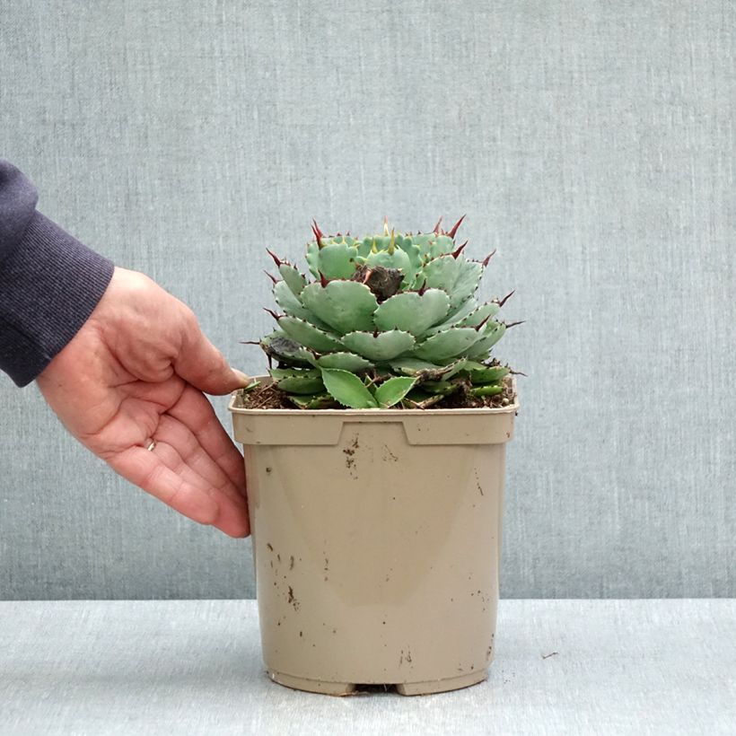 Spécimen de Agave potatorum Kichiokan - Pot de 3L/4L tel que livré au printemps
