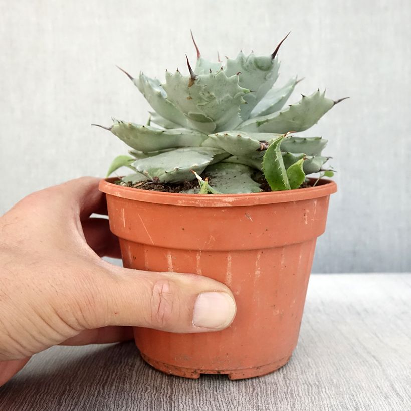 Spécimen de Agave potatorum Pot de 2L/3L tel que livré en automne
