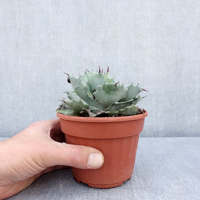 Spécimen de Agave potatorum Pot de 2L/3L tel que livré au printemps