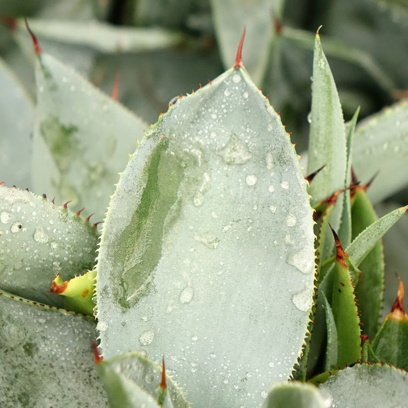 Agave pygmae Dragon Toes (Feuillage)